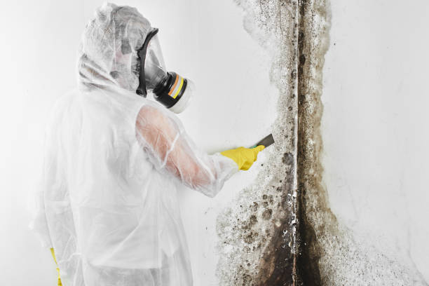Best Mold Removal Company Near Me  in Edison, GA