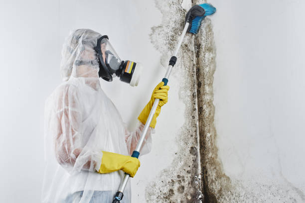 Best Certified Mold Removal  in Edison, GA