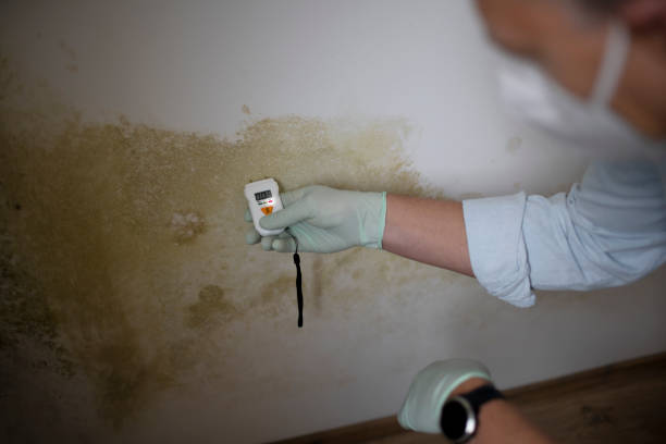 Best Mold Removal Near Me  in Edison, GA