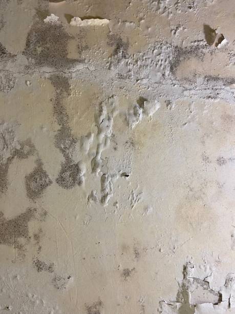 Best Professional Mold Removal  in Edison, GA