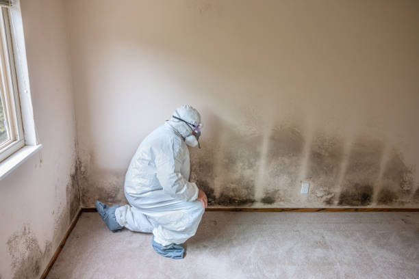 Best Mold Remediation Services  in Edison, GA