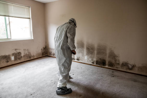 Best Crawl Space Mold Removal  in Edison, GA