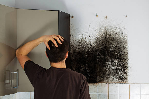 Best Mold Removal Specialists  in Edison, GA