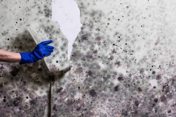Best Same-Day Mold Removal  in Edison, GA