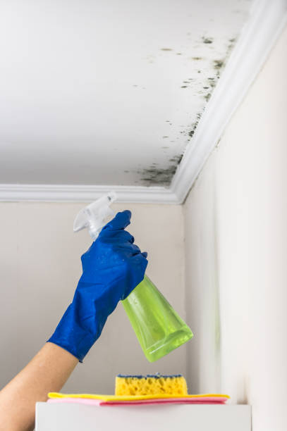 Best Mold Remediation Experts  in Edison, GA