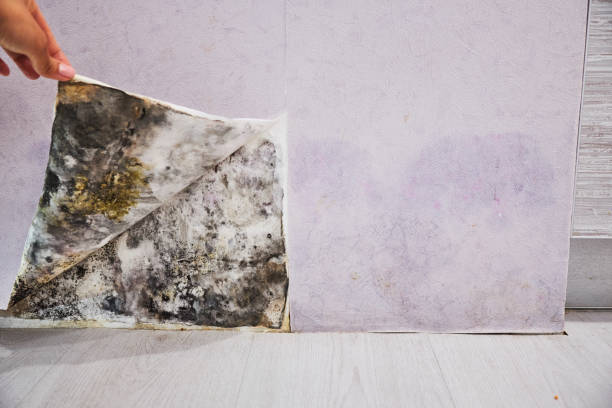 Best Fast Mold Removal  in Edison, GA
